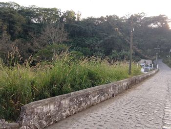 Road by trees against sky
