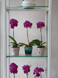 Flowers in vase against window at home