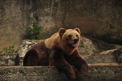 Bear sitting at zoo