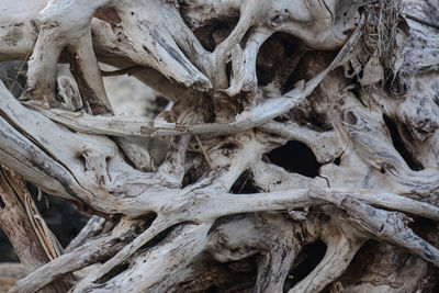 Full frame shot of tree trunk