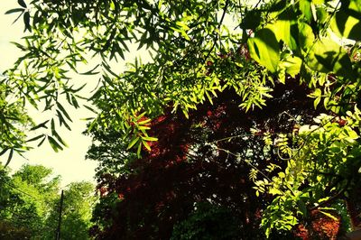 Low angle view of trees