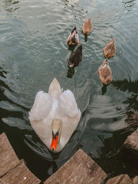 High angle view of swans swimming in lake