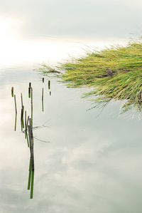 Plants growing on wooden post in lake against sky