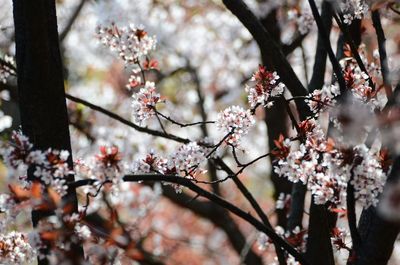 Close-up of cherry blossom