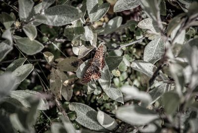 Close-up of butterfly on plant