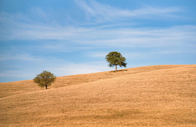 Trees on field against sky