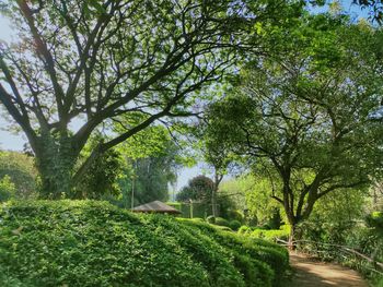 View of trees on road