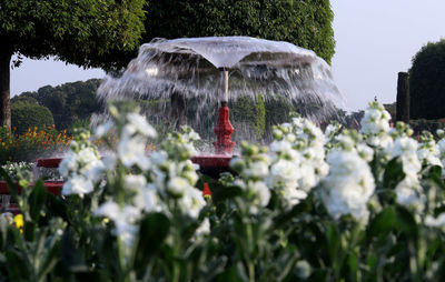 Water fountain in park