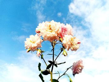 Low angle view of flowering plant against sky