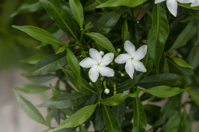 Close-up of white flowering plant