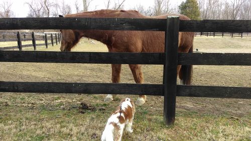 Horse standing in stable