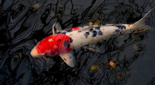 Fish swimming in lake