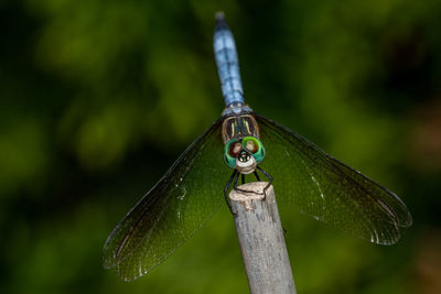 Close-up of dragonfly on plant