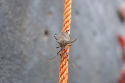 Close-up of rope tied on wood