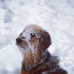 Close-up of a dog on snow covered landscape