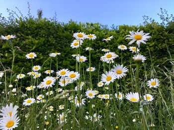 Close-up of white daisy flowers on field