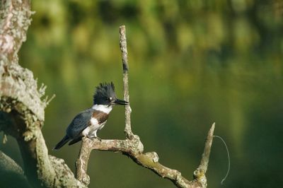 Close-up of bird perching on branch