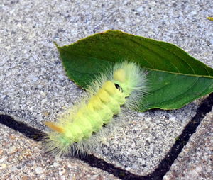 High angle view of insect on leaf