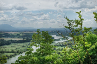 Scenic view of forest against sky