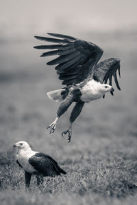 Mono fish eagle