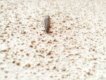 Close-up of crab on sand