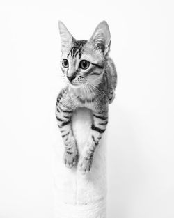 Portrait of a cat against white background
