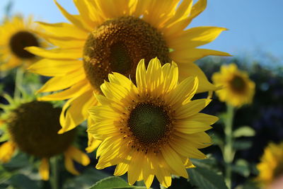 Close-up of yellow sunflower