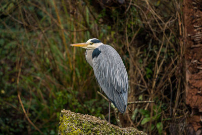 Gray heron