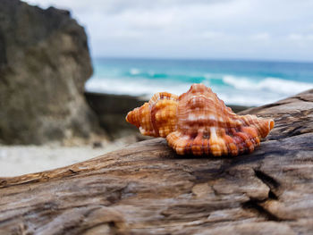 Close-up of shell on rock by sea against sky