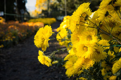 Close-up of yellow flowering plant