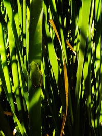 Close-up of green plants