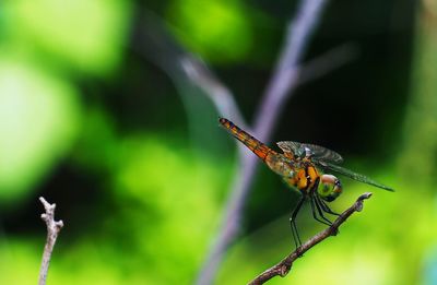 Close-up of dragonfly on plant