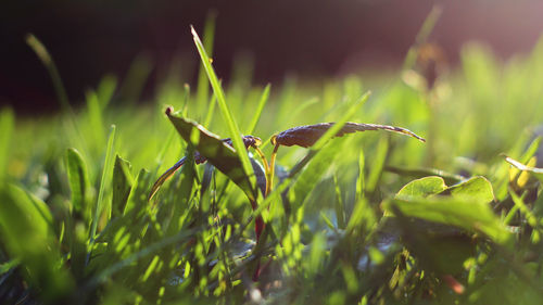 Close-up of green lizard on plant