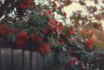 Red berries on tree