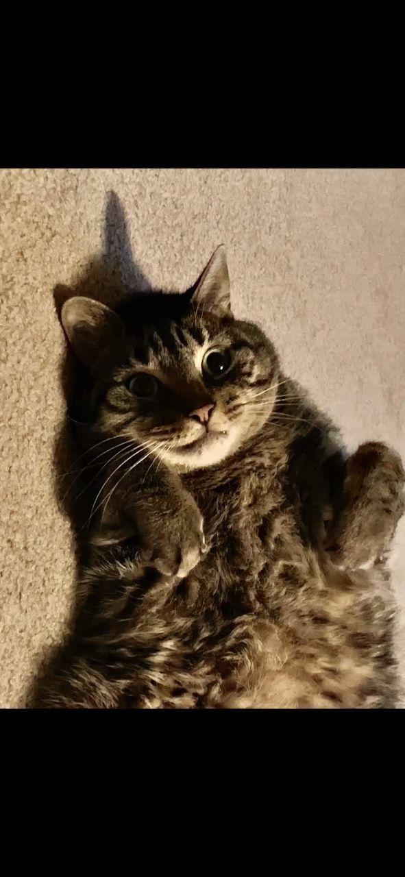 CAT RELAXING ON BED