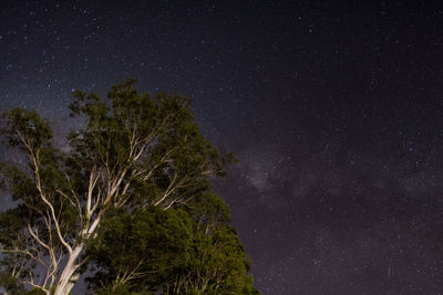 Low angle view of trees against star field at night