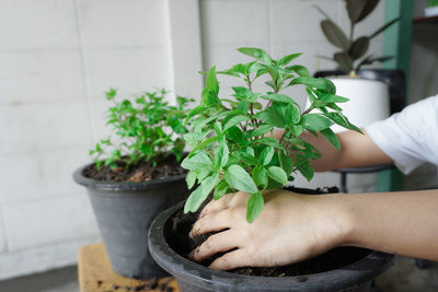 Planting basil,grasping the roots of the dietary fiber in the soil,for breeding, propagate.