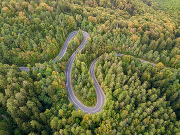 High angle view of plants growing in forest