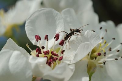 Ant on white hawthorn flower