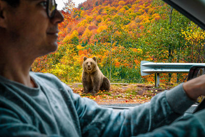 Person driving car by wild bear