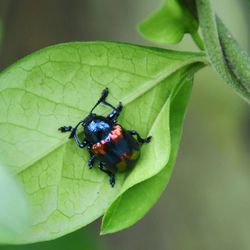 Close-up of insect on leaf