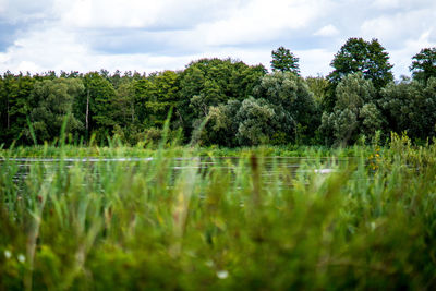 Scenic view of lake in forest against sky