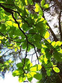 Low angle view of tree branch