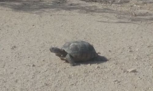 High angle view of tortoise on sand