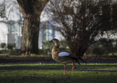 Egyptian goose on field