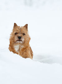 Dog walking outdoor in snow in winter time