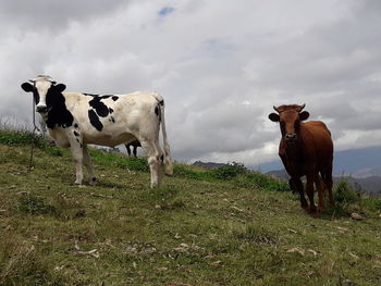 Cows standing in field