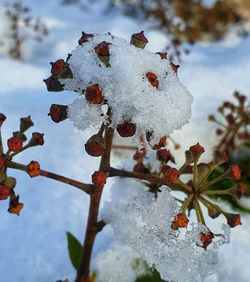 Close-up of frozen plant against sky