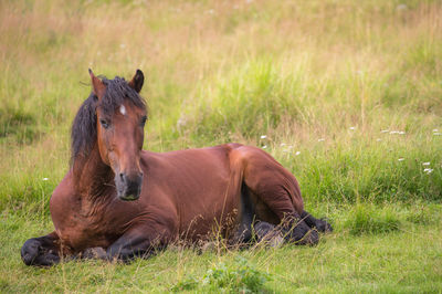 Horse resting on grassy field