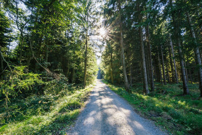 Road amidst trees in forest